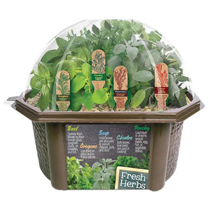 Culinary Herb Garden Kit