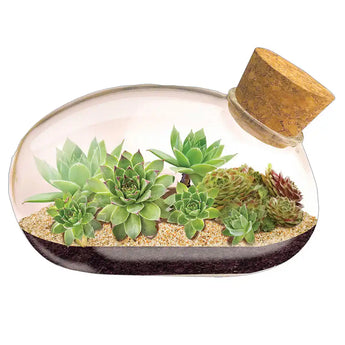 Succulent Star Desert Mouse Terrarium