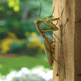 Praying Mantis Garden Sculpture