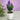 Sculptural Botanical Candle Hyacinth