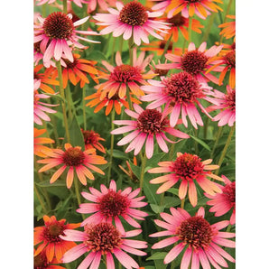 Coral Reef Echinacea Jigsaw Puzzle