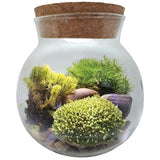 LED Moss Bowl Terrarium