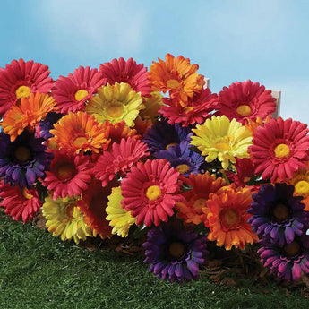 All Weather Forever Blooms Colorful Daisy